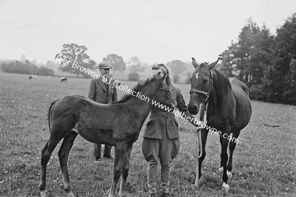 HEADFORD HOUSE  MISS ELIZABETH CLARKE WITH THOROUGHBRED MARES AND FOALS